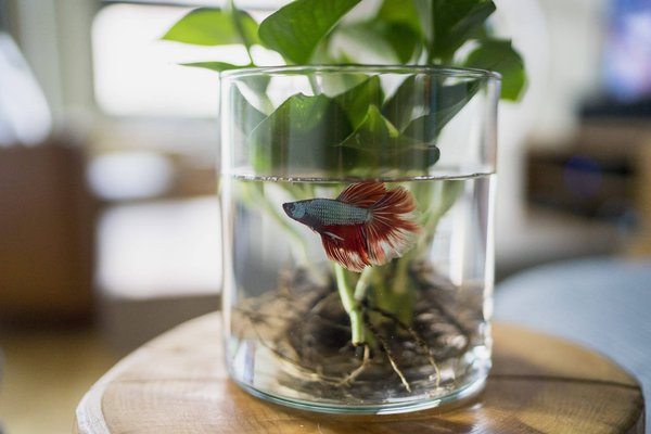 Quels sont les avantages de la bêta-alanine en musculation ?