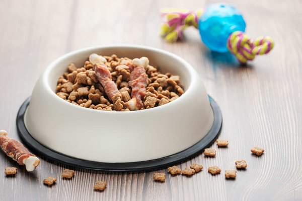 Nutrition canine : comment choisir la meilleure nourriture pour votre chien