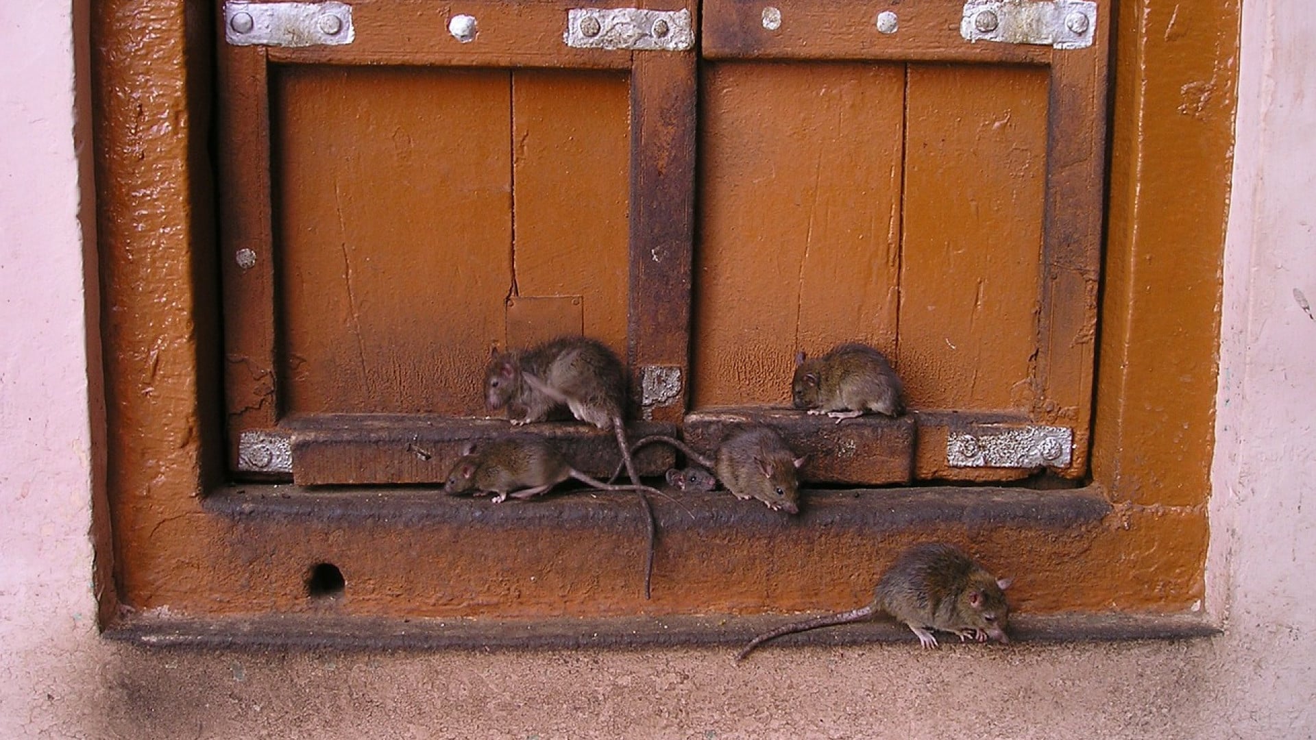 Stoppez l'invasion des rongeurs en contactant un exterminateur...